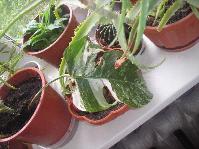 P1010008.JPG