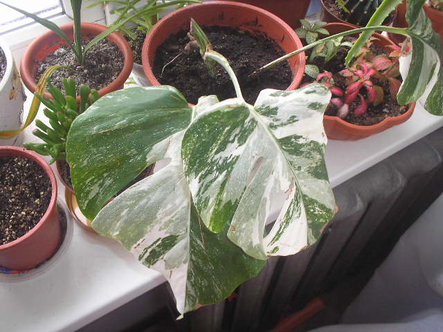 P1010007.JPG