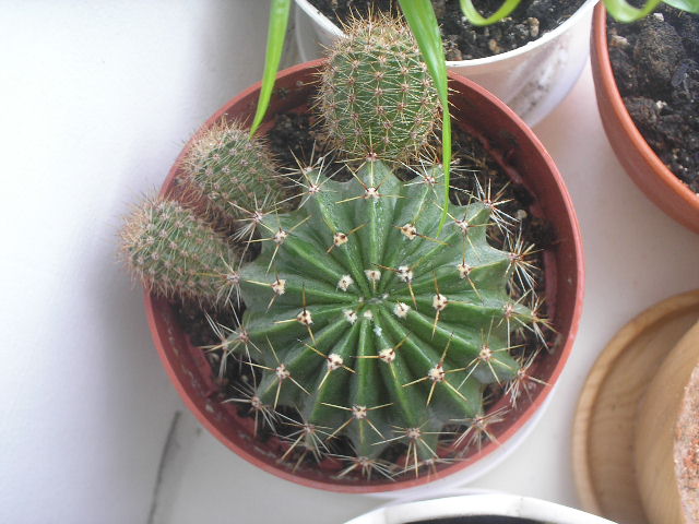 P1010048.JPG