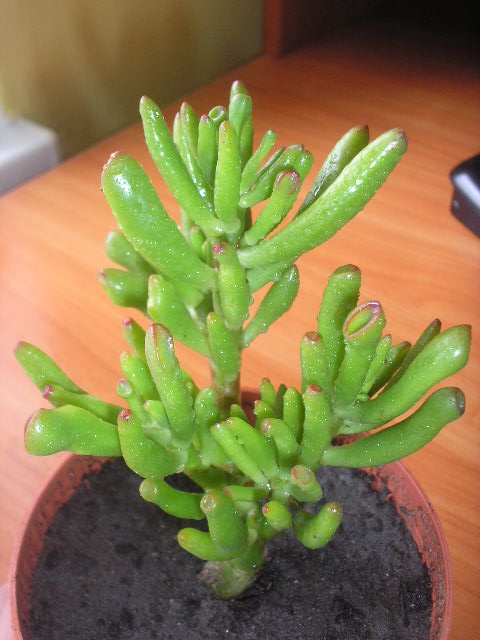 P1010014.JPG