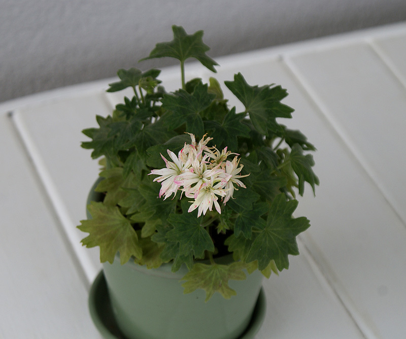 littlespikey.jpg