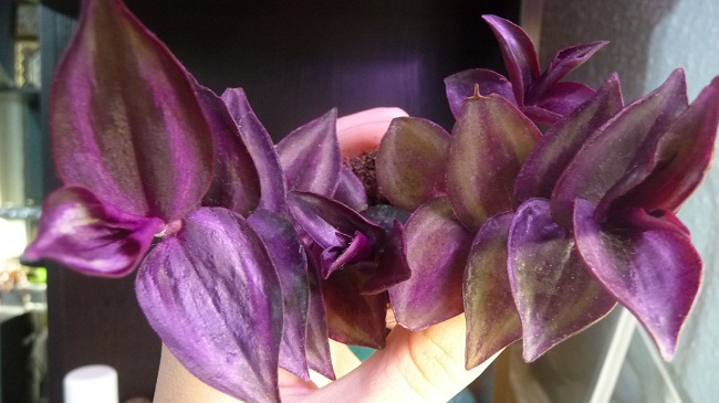 P1030218.JPG