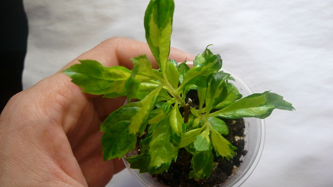 P1030215.JPG