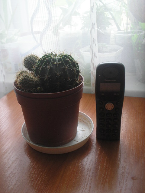 P1010003.JPG