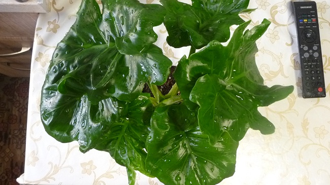 P1030226.JPG