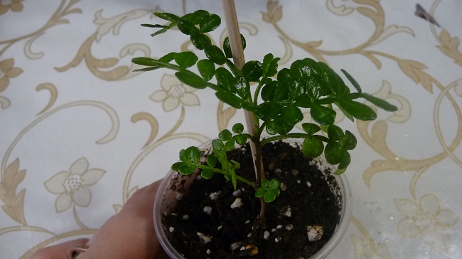 P1030230.JPG