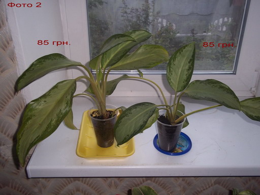 Изображение 005.jpg