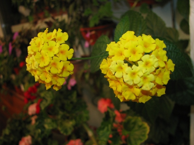 Копия IMG_0729.JPG