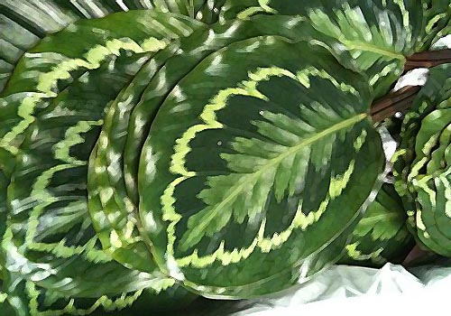 xCalathea_Medallion.jpg