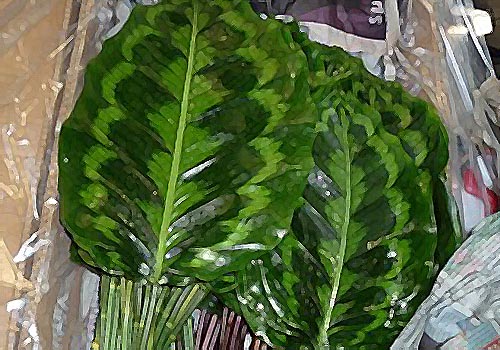 xcalathea_pavo_front.jpg