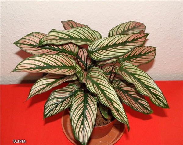 Calathea majestica 'White Star.jpg