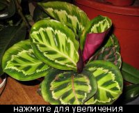 Calathea majestica 'White Star'.jpg