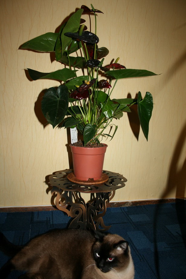 IMG_97291.jpg