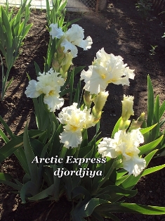 Arctic Express.JPG