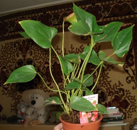 Baby cherry.JPG