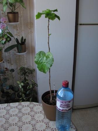 IMG_5108.JPG