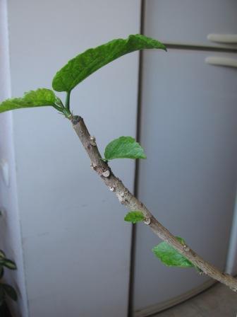 IMG_5114.JPG