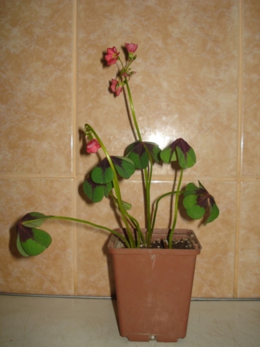 DSC09715.JPG