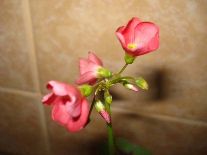 DSC09716.JPG