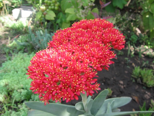 C.falcata1.jpg