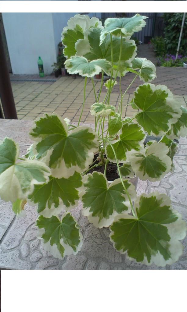 IMAG0113.jpg