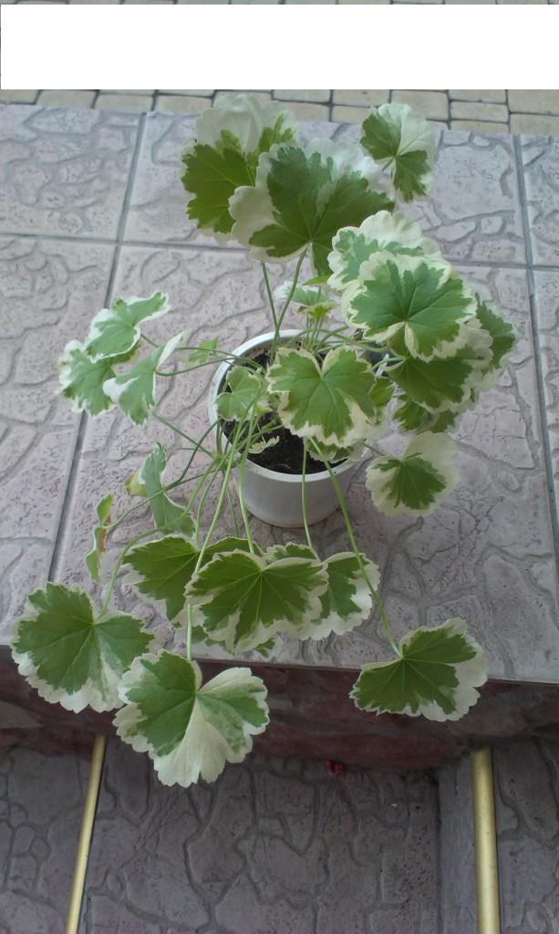 IMAG0112.jpg