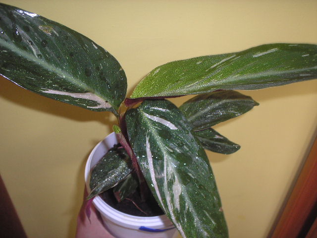 P1010004.JPG