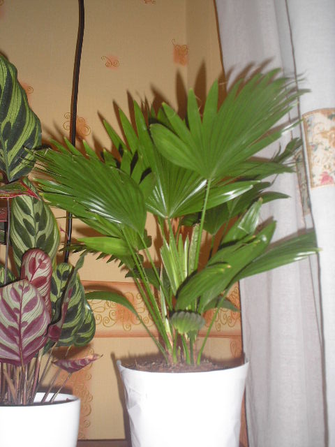 P1010002.JPG