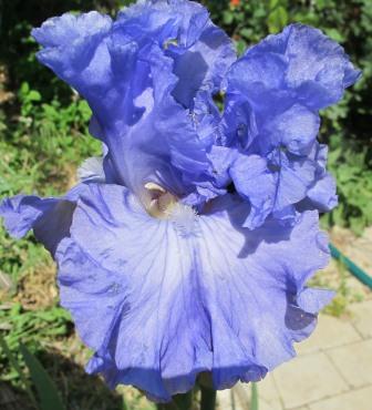 IMG_6345.JPG