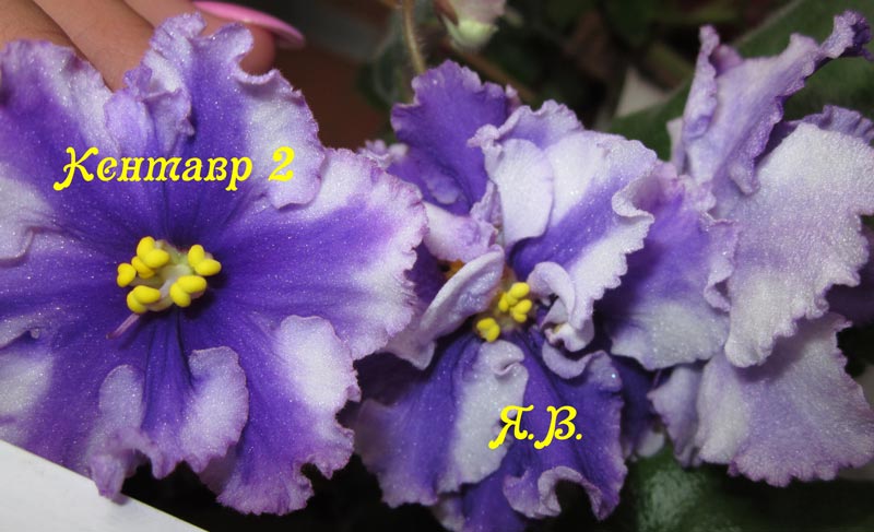 IMG_3767.jpg