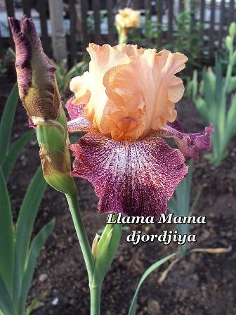 лама мама.jpg