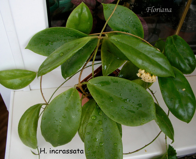 H.incrassata-.jpg