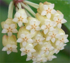 H.incrassata.jpg