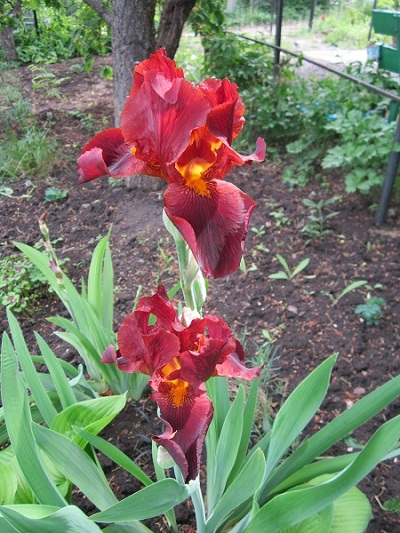 IMG_1681111.jpg