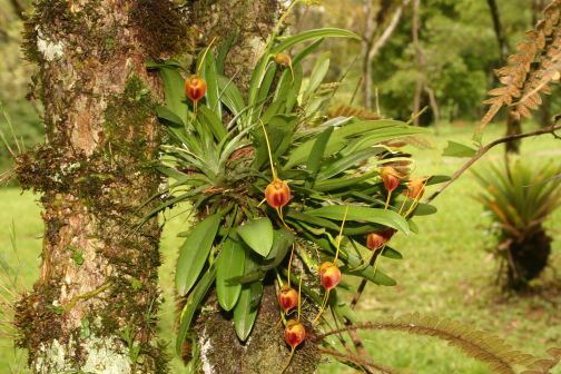 masdevalliinfracta.jpg