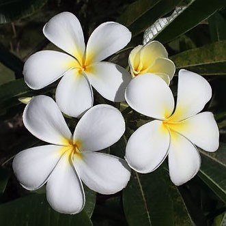 Samoan.jpg