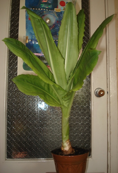 Hemanthus_.JPG