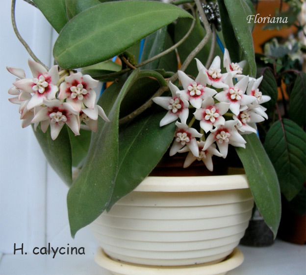 H.calychina-.jpg
