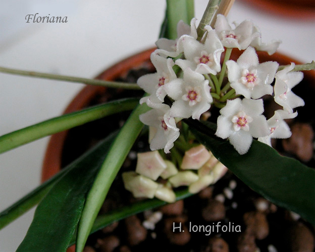 H.longifolia.jpg