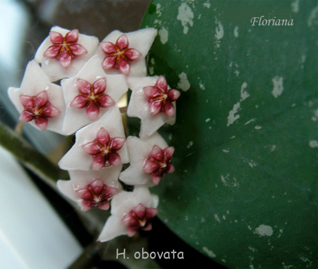 H.obovata.jpg