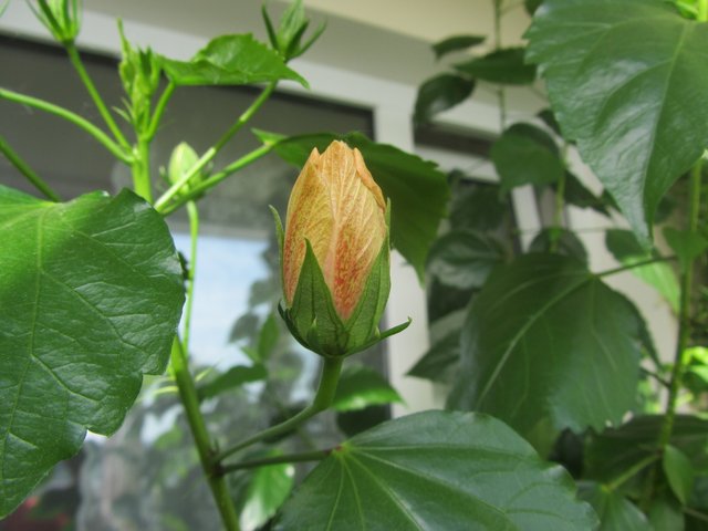 IMG_4404.JPG