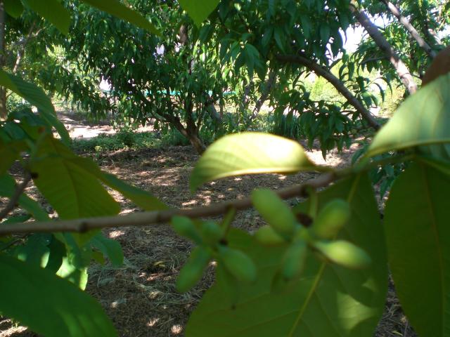 CIMG0214.jpg