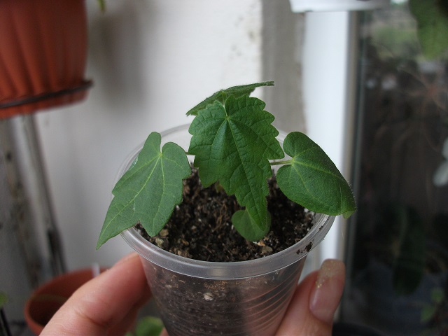 DSCF3659.JPG