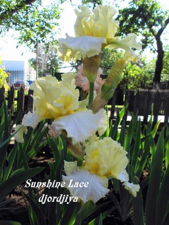Sunshine Lace.jpg