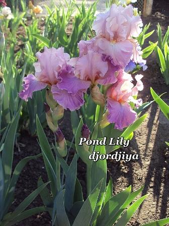 Pond Lily.jpg