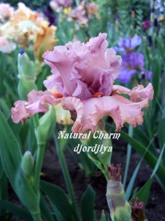 Natural Charm.jpg