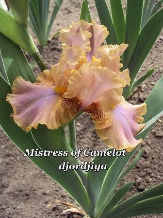 Misrtress of Camelot.jpg