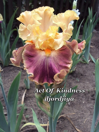 Act of Kindness.jpg