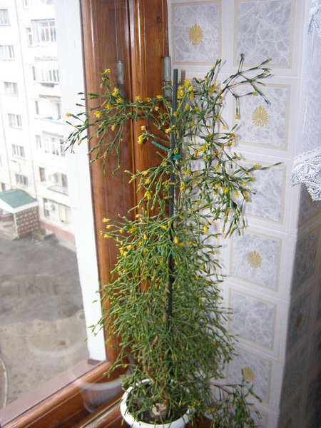 хатиора мама.jpg