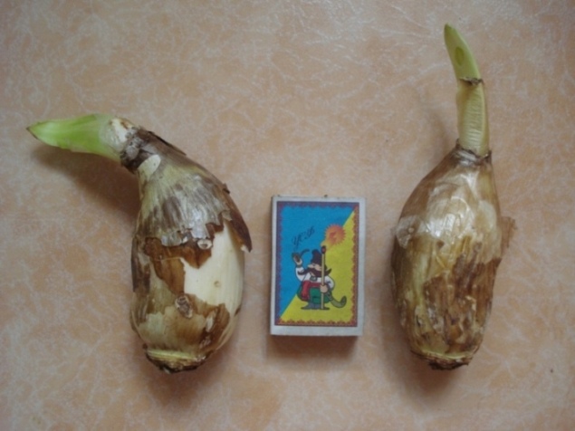 желтый.JPG